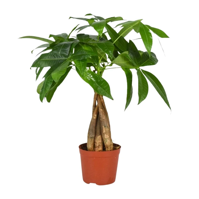 Pachira Aquatica