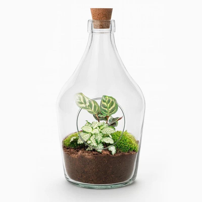 Open terrarium Joss - Calathea makoyana & Fittonia - 30 cm