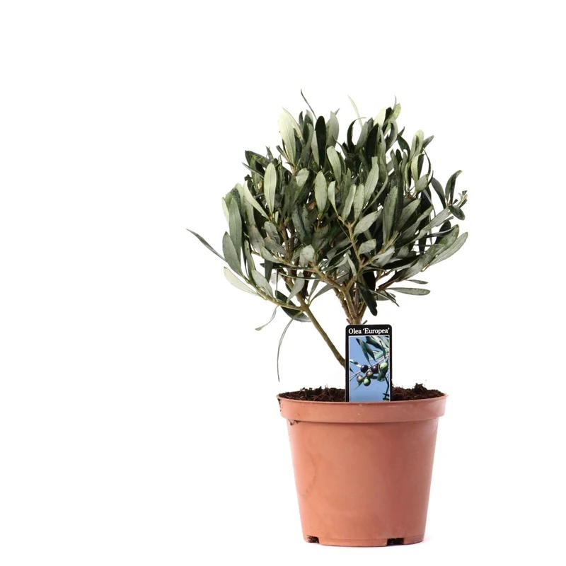 Olea Olijf Op Stam