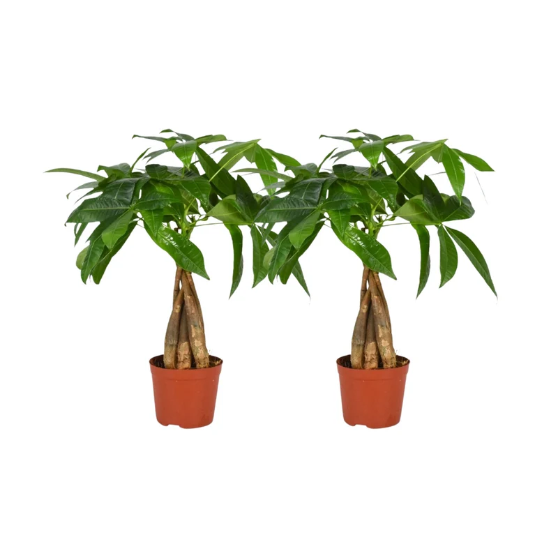 Pachira Aquatica Gevlochten Stam - 2 stuks