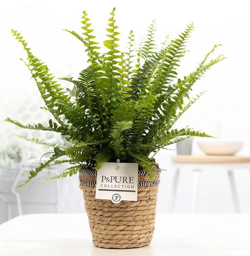 Nephrolepis Green Lady In P&PURE Basket