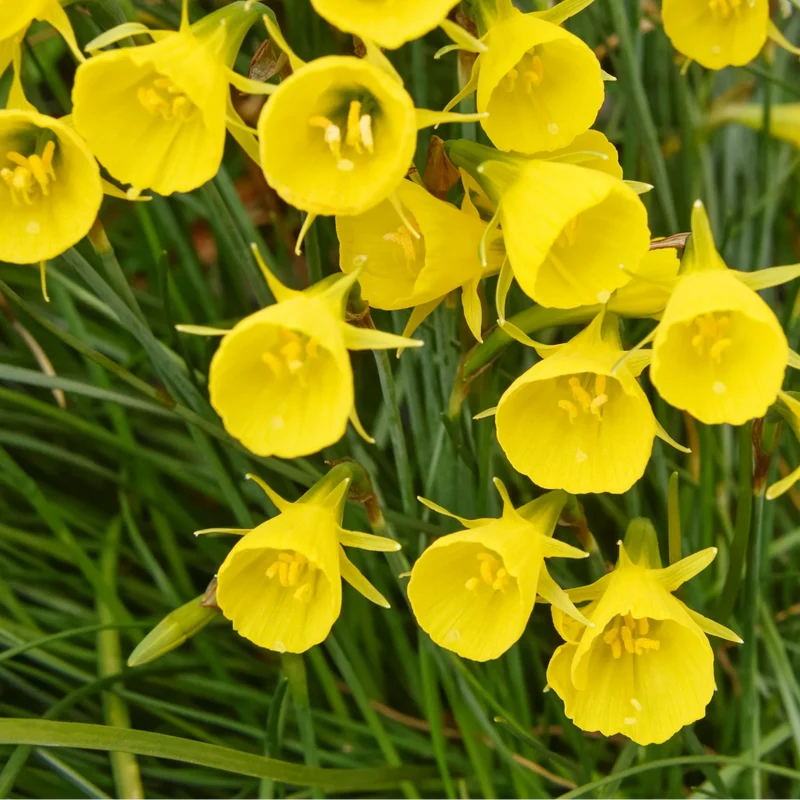 Narcis Golden Bells 25 stuks