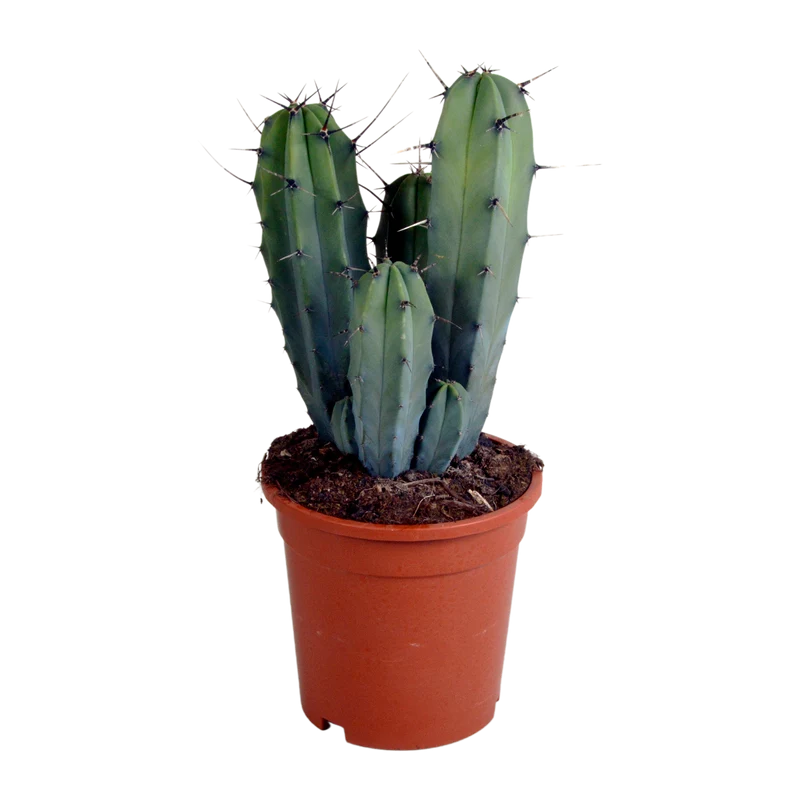 Myrtillocactus geometrizans
