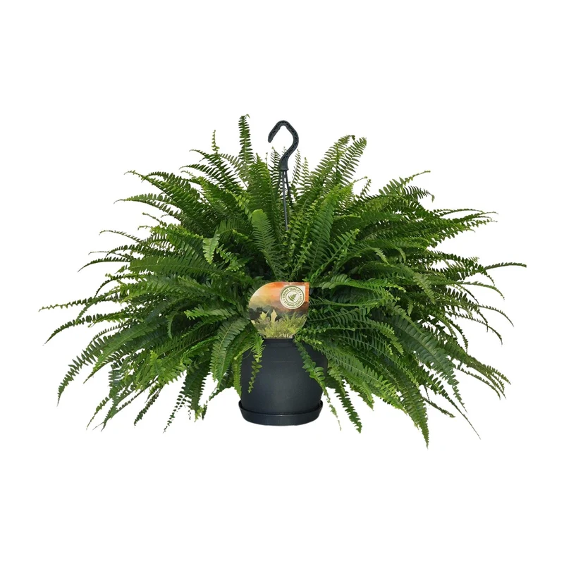 Nephrolepis Green Lady