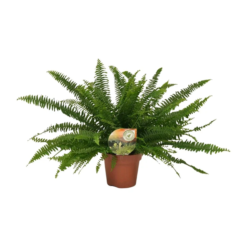 Nephrolepis Green Lady