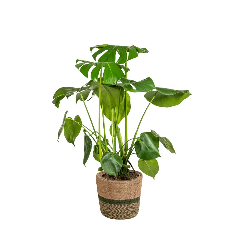 Monstera Deliciosa Tauerii met mand