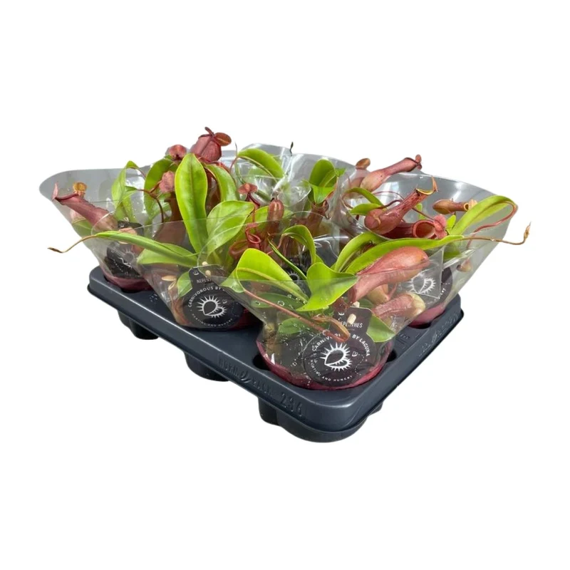 Nepenthes Alata