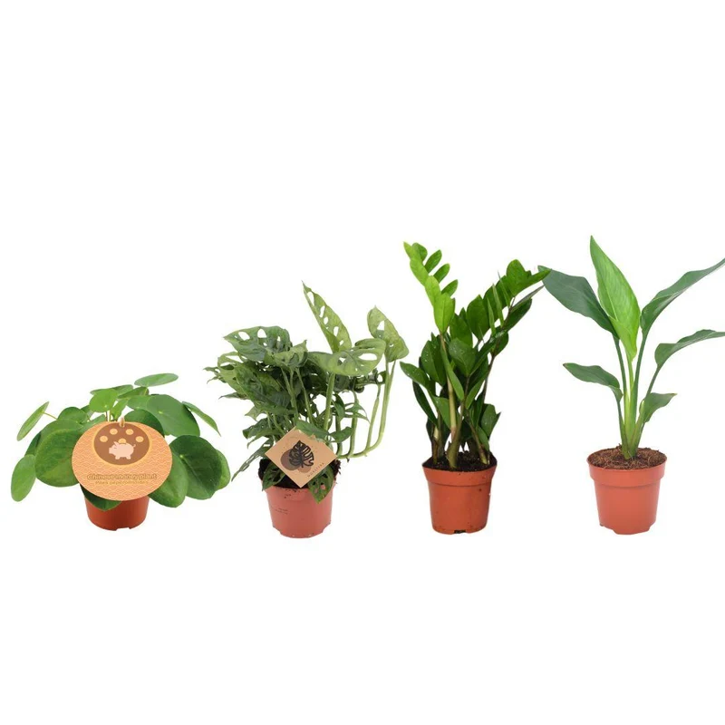 Favoriete Plantenbox - 4 stuks