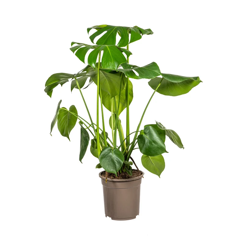 Monstera Deliciosa Tauerii