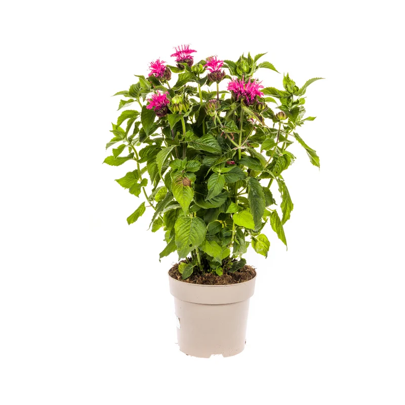 Monarda Didyma Pink