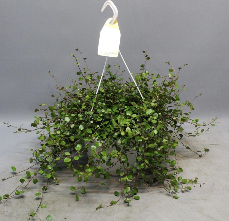 Muehlenbeckia WOLKJE DER LIEFDE