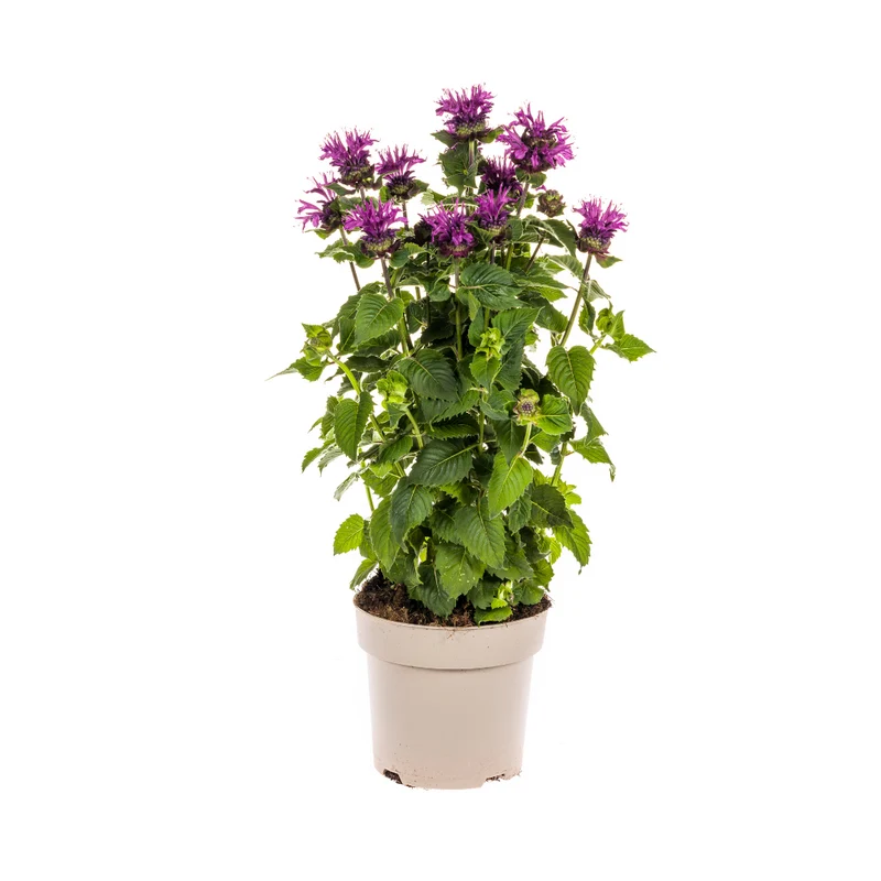 Monarda Didyma Purple