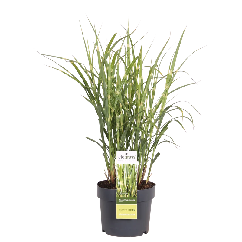 Miscanthus sinensis Strictus