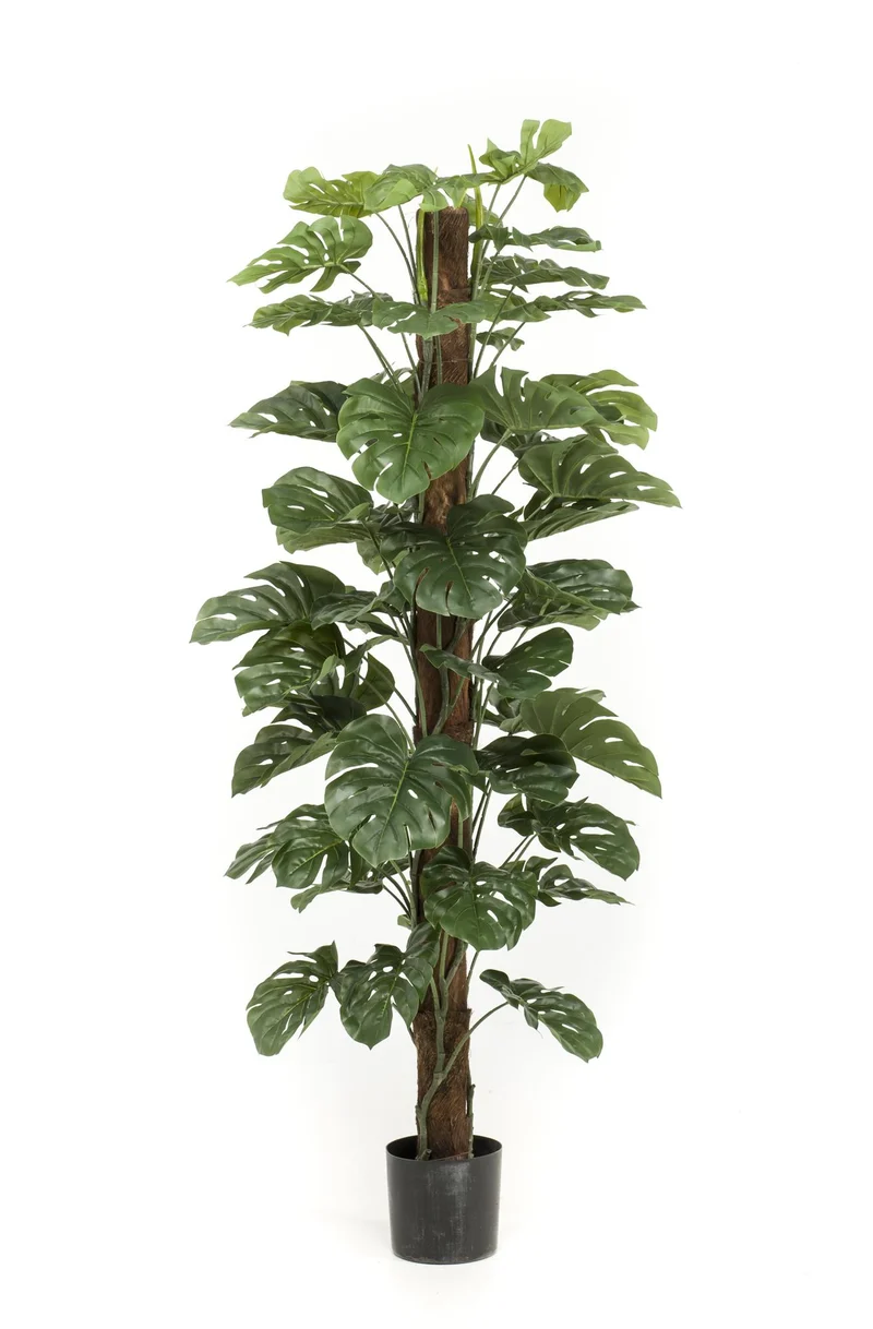 Monstera Deliciosa