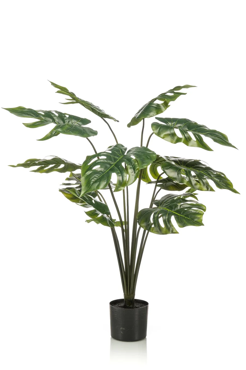 Monstera Deliciosa