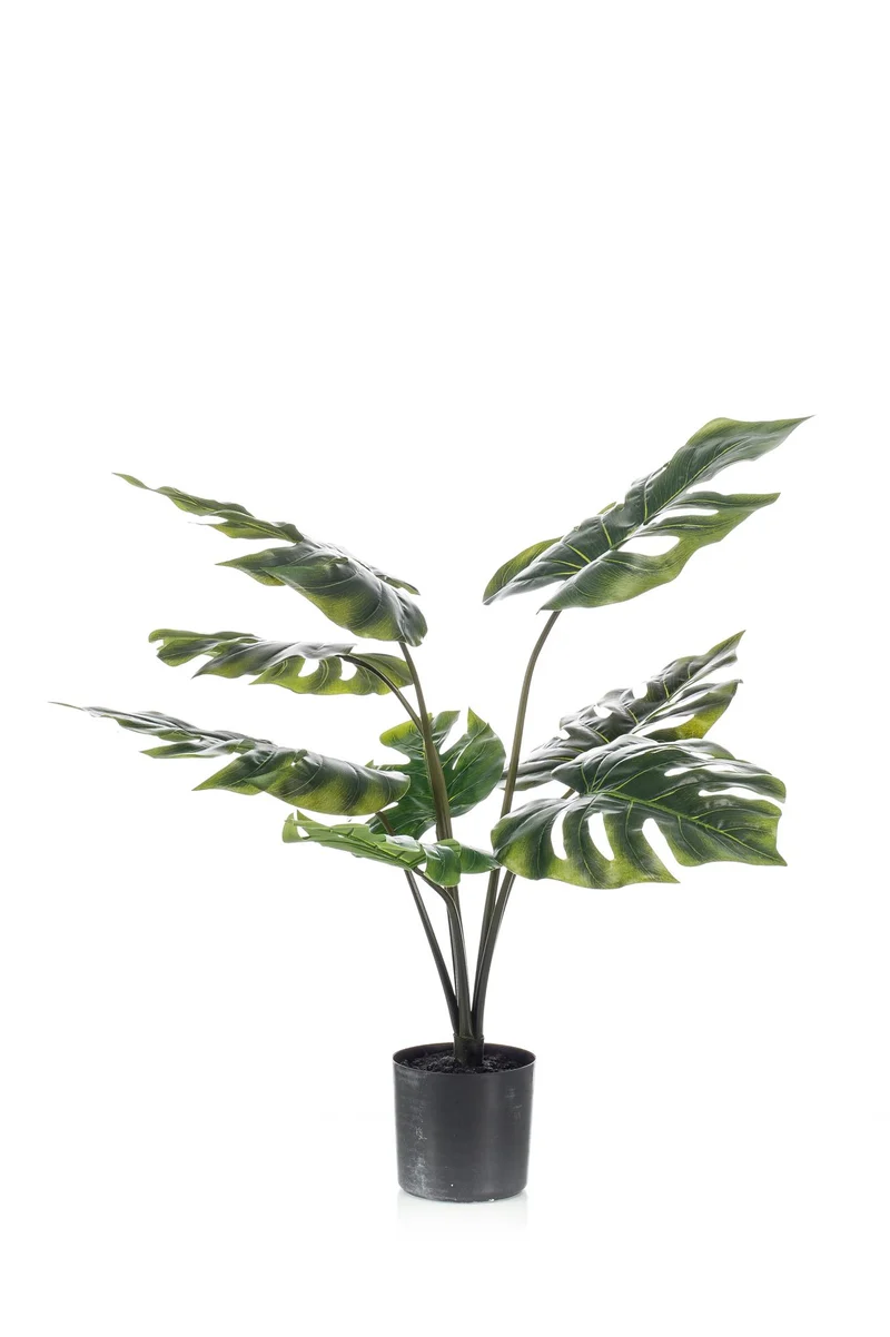 Monstera Deliciosa