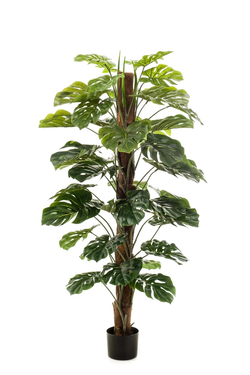 Monstera Deliciosa