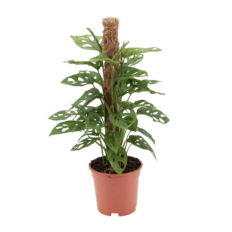 Monstera monkey