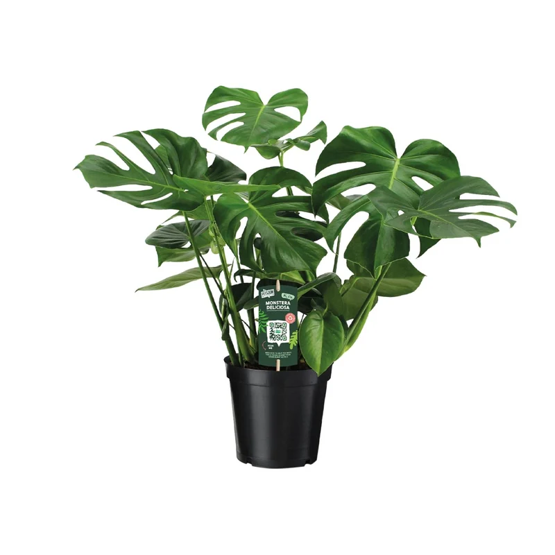 Monstera Deliciosa