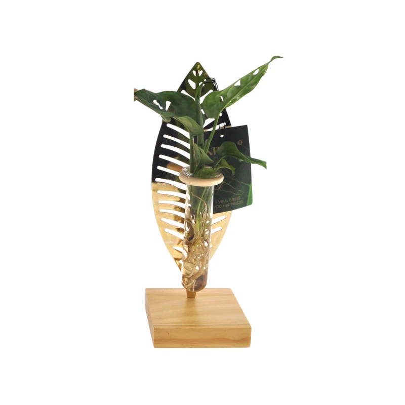 Mother's Day - Kamerplanten Mix In Verona Glas