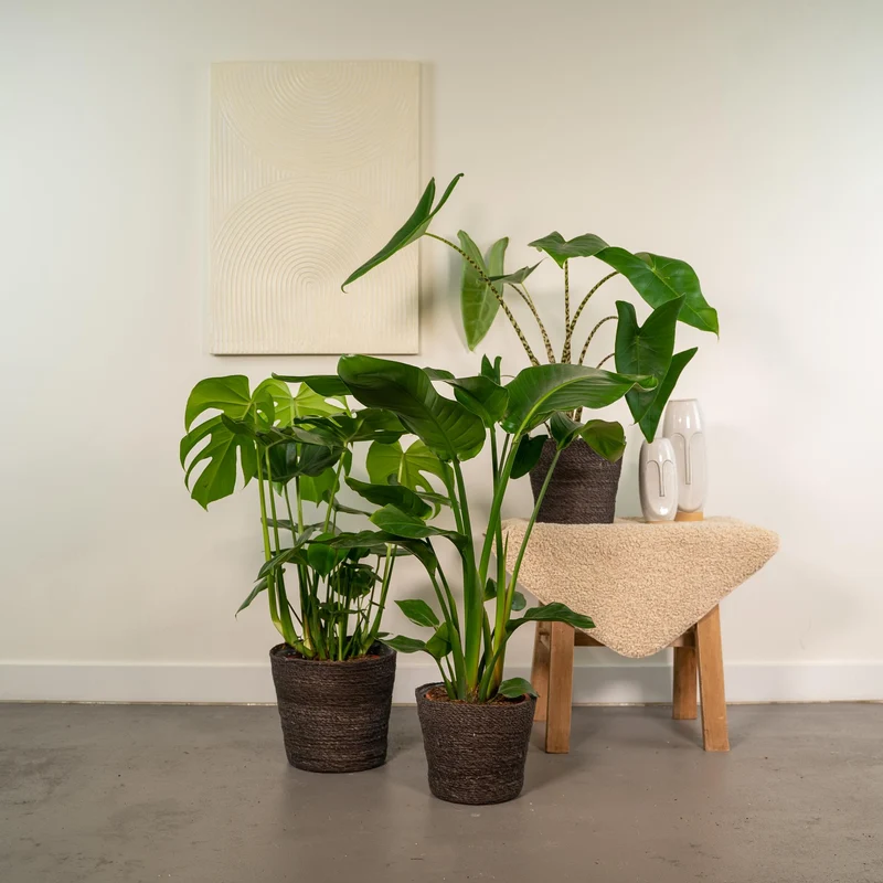 Monstera Deliciosa