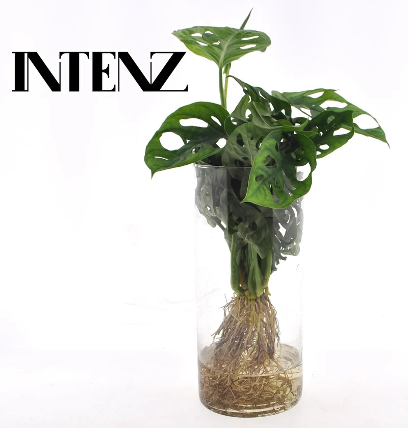 Monstera in Cylinder glas