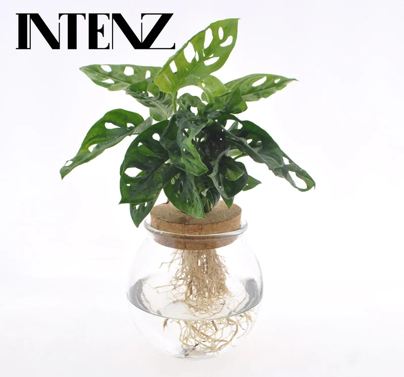 Monstera Adansonii in Bolglas + Klikkurk