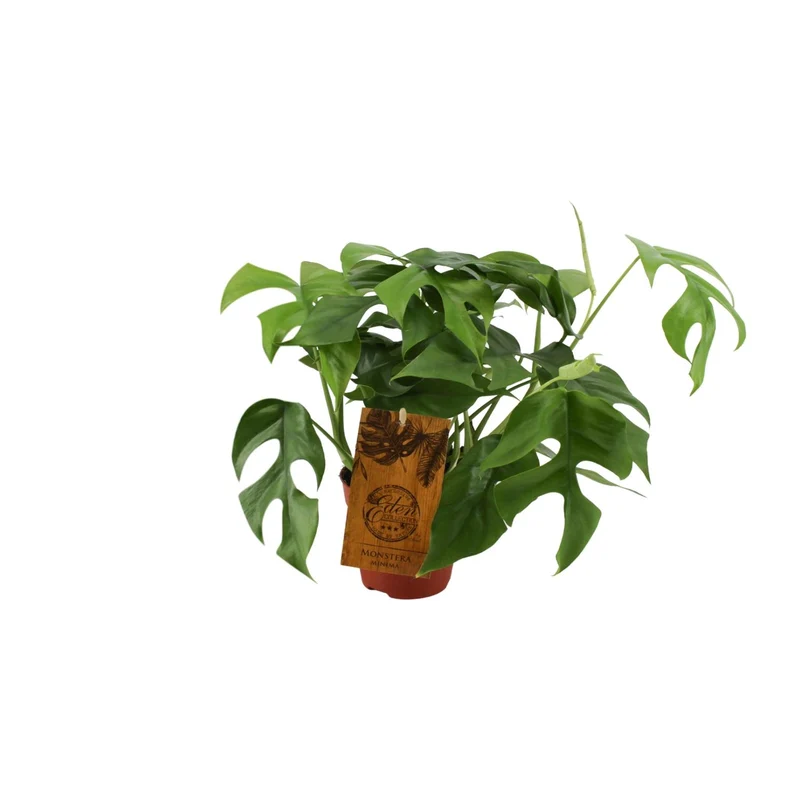 Monstera Minima