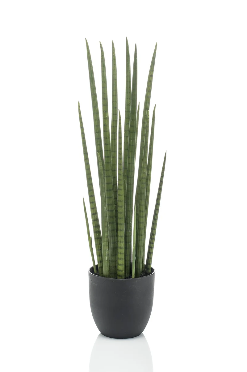 Kunstplant - Sanseveria Cylindrica - Vrouwentong