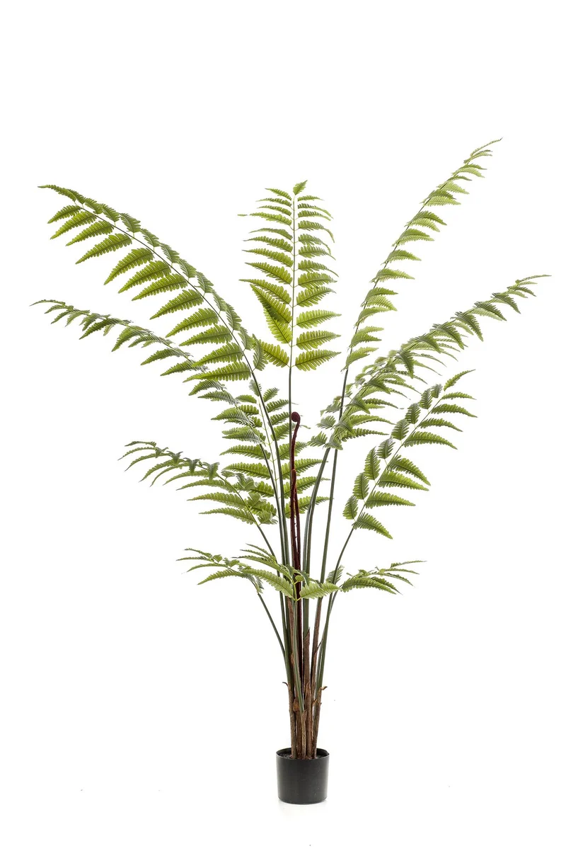 Kunstplant - Rumohra Adiantiformis - Ledervaren