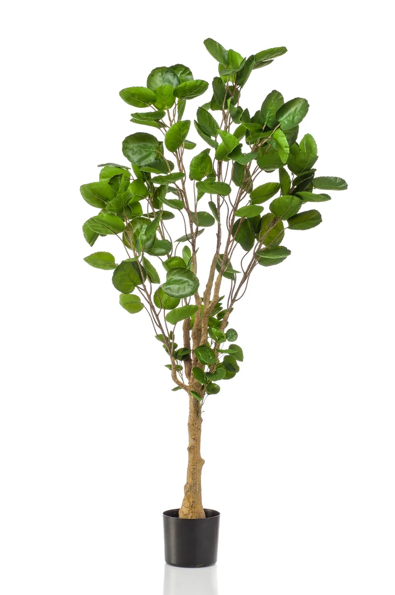 Kunstplant - Polyscias - Aralia