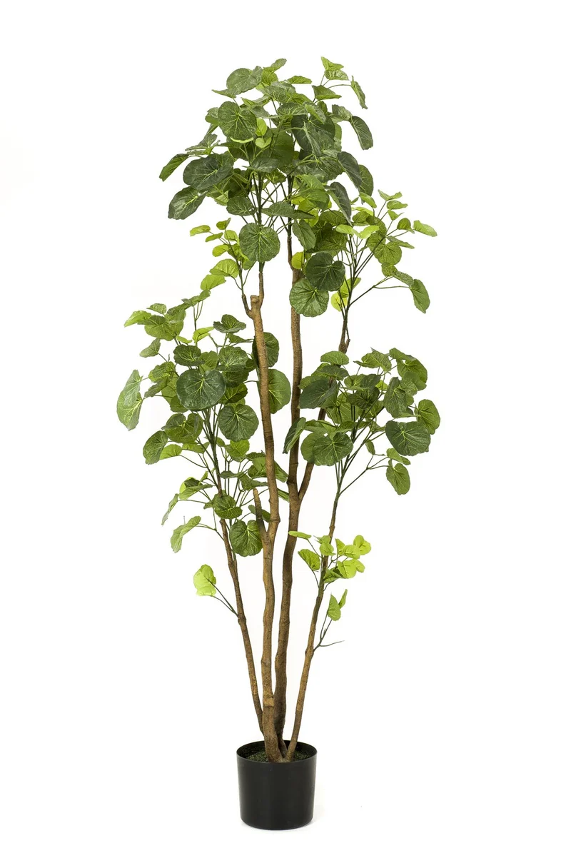Kunstplant - Polyscias - Aralia