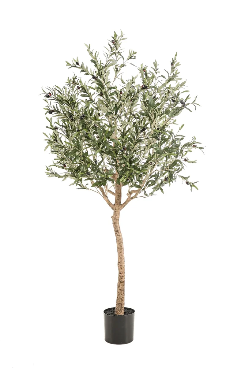Kunst Olijfboom - Olea europaea - Olijfboom