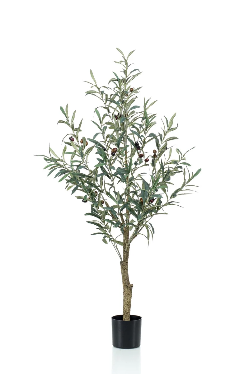 Kunst Olijfboom - Olea europaea - Olijfboom