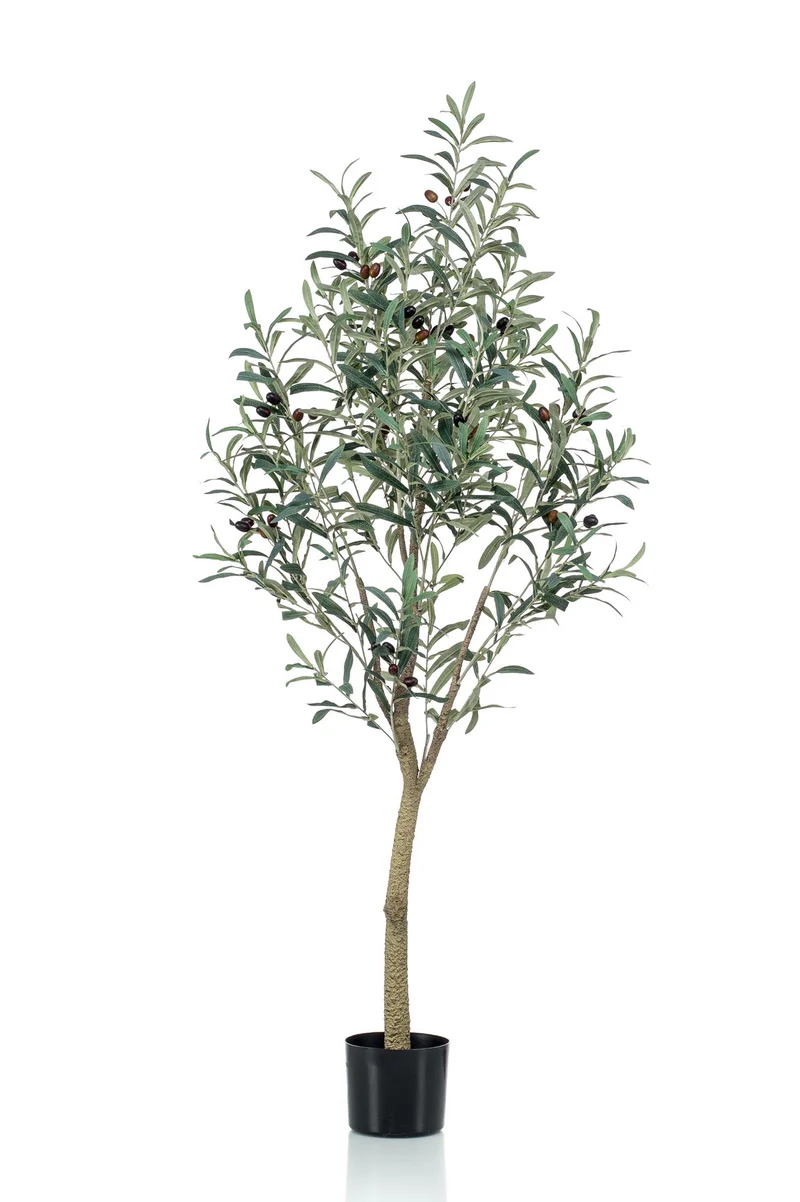 Kunst Olijfboom - Olea europaea - Olijfboom