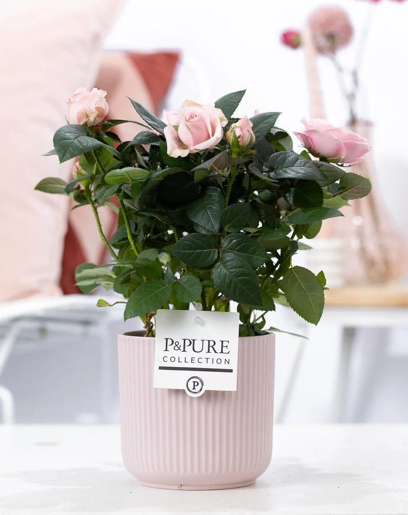 Rosa Light Pink