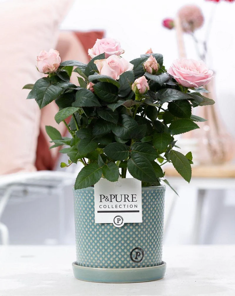 Rosa Light Pink In P&PURE Lauren Ceramics