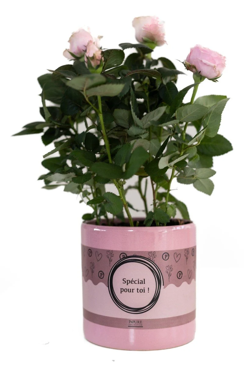Rosa Light Pink In P&PURE "SPECIAL POUR TOI" Verpakking