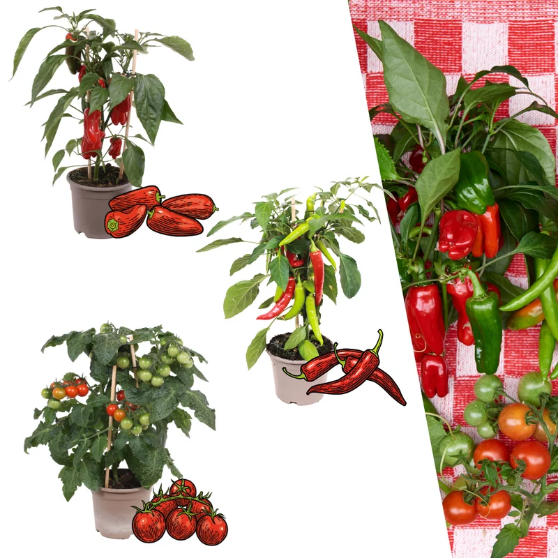 Rode plukgroente mix van 3 planten - Cherry tomaat - Rode snack paprika - Rode hete peper plant - Ø