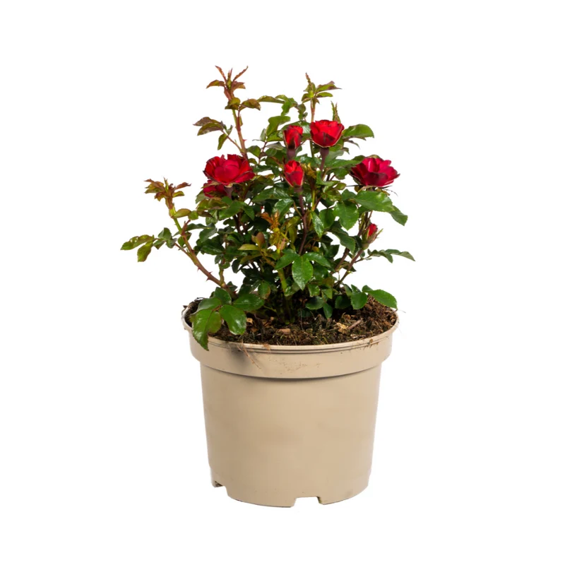 Rosa Zepeti