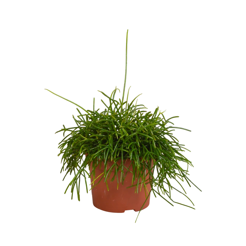 Rhipsalis baccifera Oasis