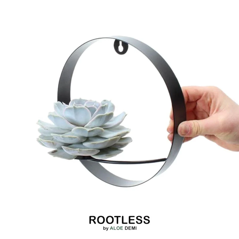 ROOTLESS Succulent Echeveria Lilacina op Muurdeco standaard zwart