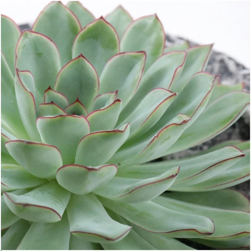 ROOTLESS Succulent Echeveria Pulidonis in schaal 'Concrete'