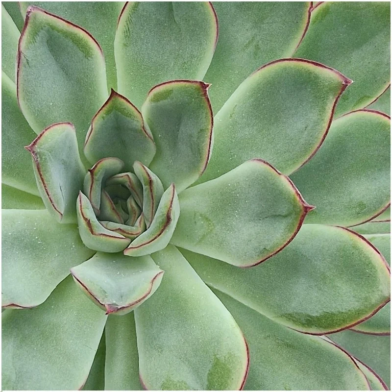 ROOTLESS Succulent Echeveria Pulidonis in schaal 'taupe'