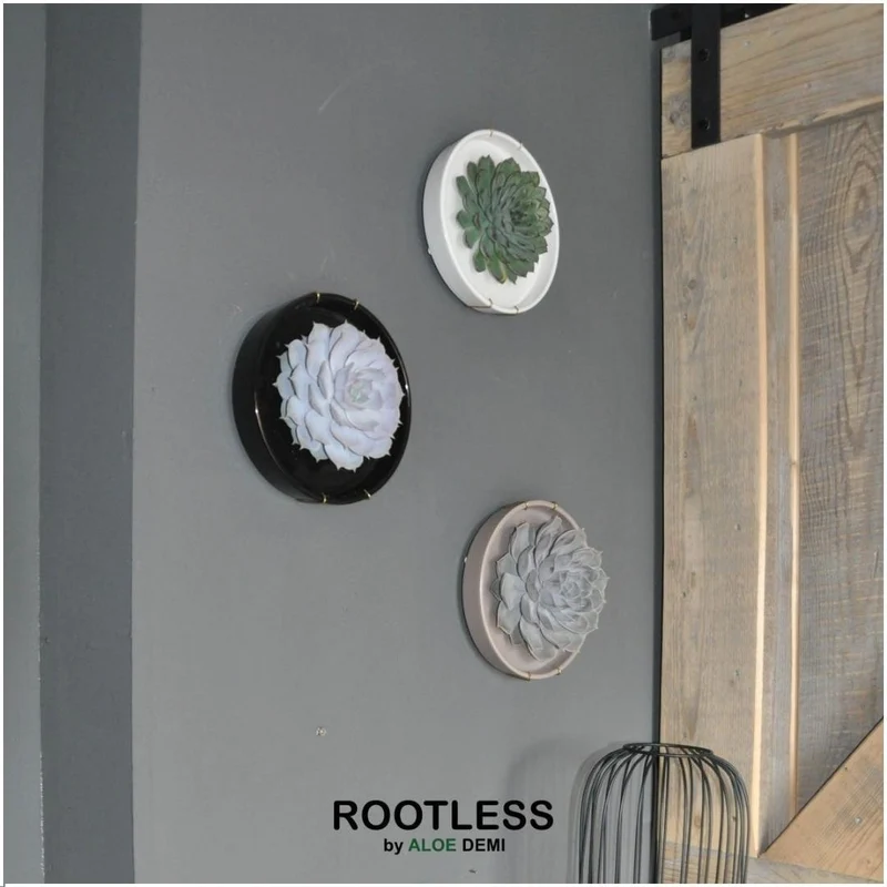 ROOTLESS Succulent Echeveria Pulidonis in schaal 'zwart'