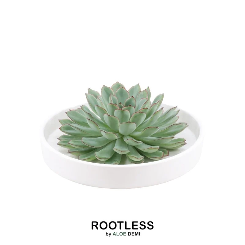 ROOTLESS Succulent Echeveria Pulidonis in schaal 'wit'