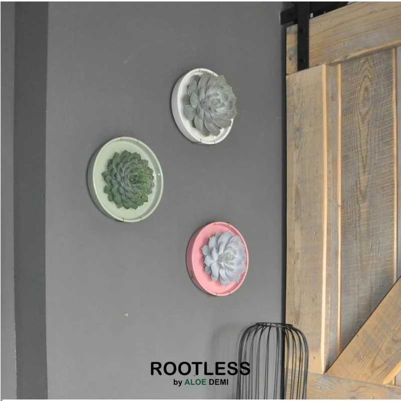 ROOTLESS Succulent Echeveria Pulidonis in schaal 'roze'
