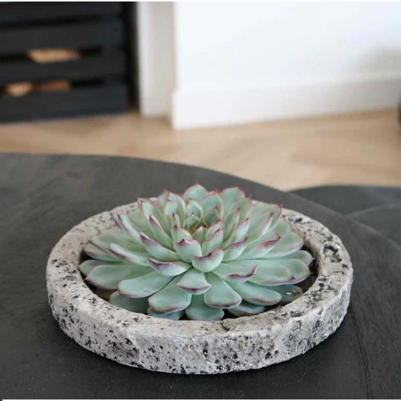ROOTLESS Succulent Echeveria Lilacina in schaal 'Concrete'