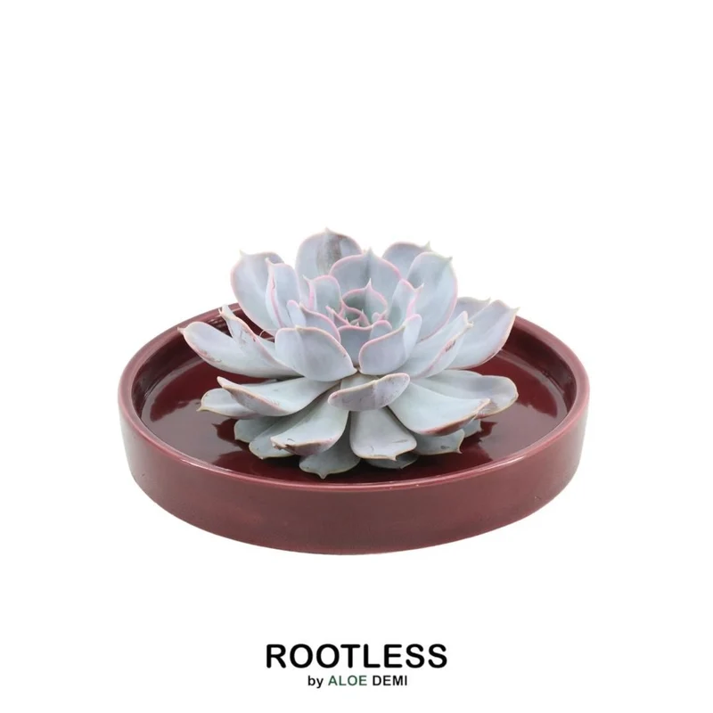 ROOTLESS Succulent Echeveria Lilacina in schaal 'rood'