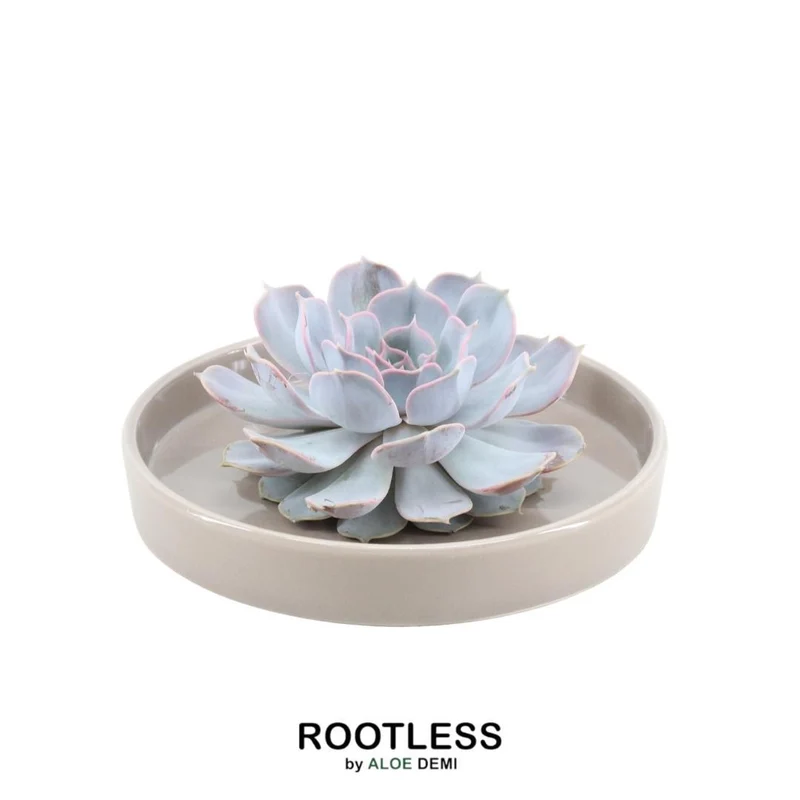 ROOTLESS Succulent Echeveria Lilacina in schaal 'taupe'